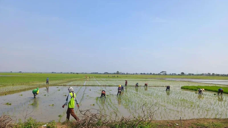 Pemkab Bekasi Gagas Sumur Satelit untuk Atasi Kekeringan Sawah